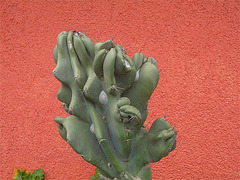 Cactus 8