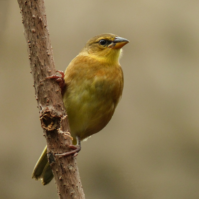 Female Taveta Golden Weaver