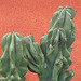 Cactus 7