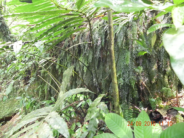 Himenophilaceae (2)