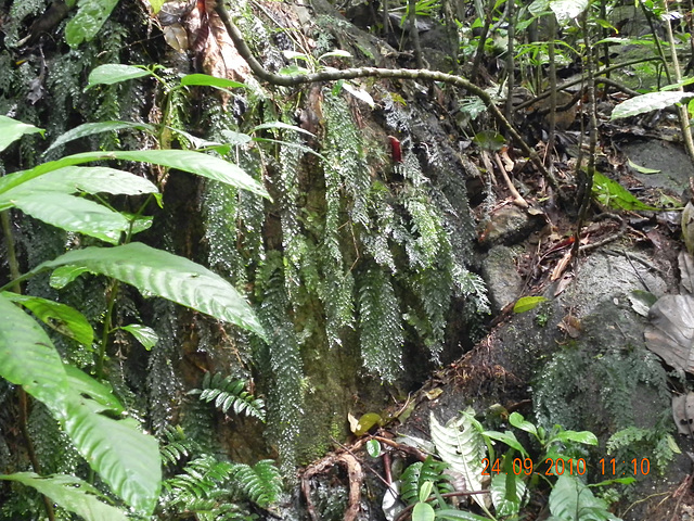 Himenophilaceae (3)