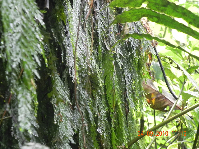 Himenophilaceae