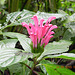 Justicea carnea-Acantaceae