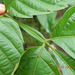 Sapindaceae-detalhe