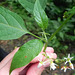 Solanum santacatarinae (2)