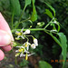 Solanum santacatarinae