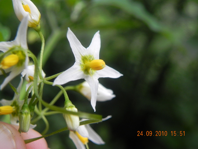 Solanum santacatarinae-flor