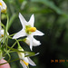 Solanum santacatarinae-flor