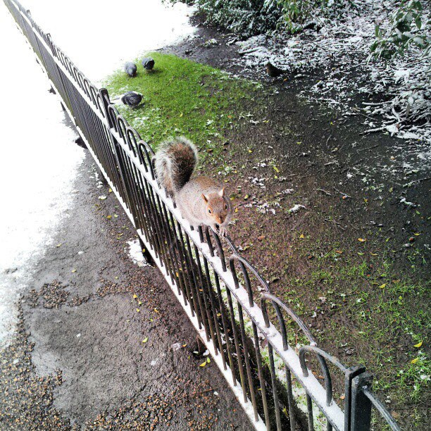Squirrel and snow