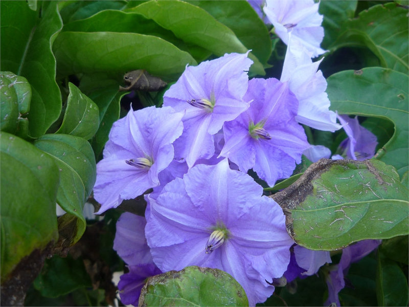 Flores azules 3
