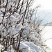 Schneehecke - 130209