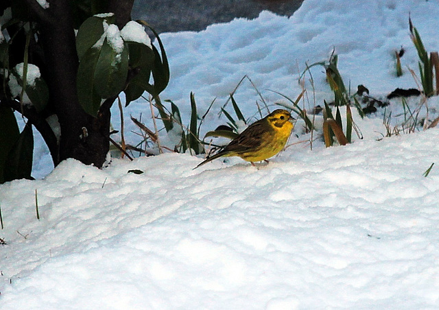 Goldammer im Schnee