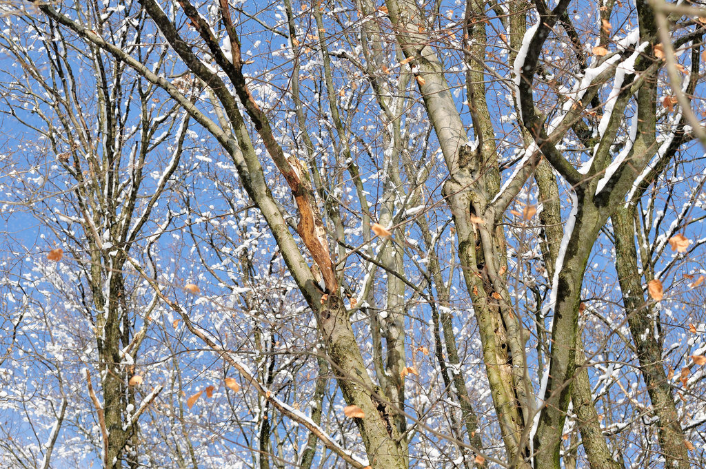 Schneepuschel - 130209