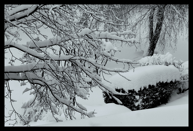 29 novembre