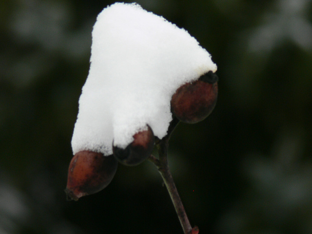 Drei Hagebutten im Schnee