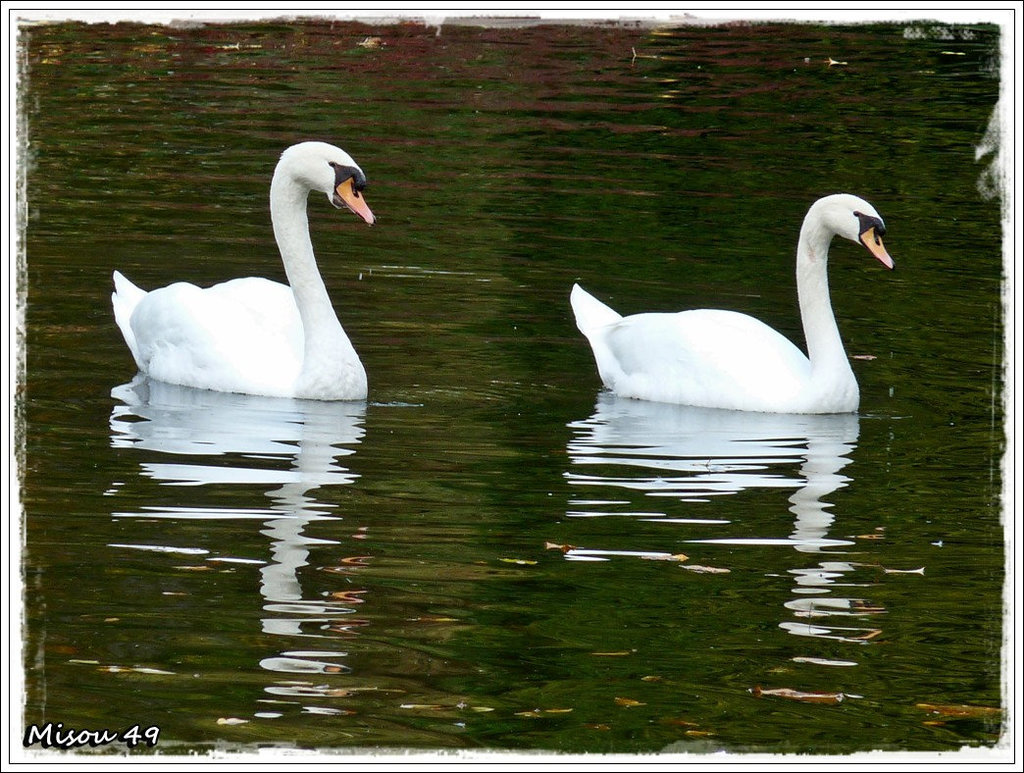 ANGERS