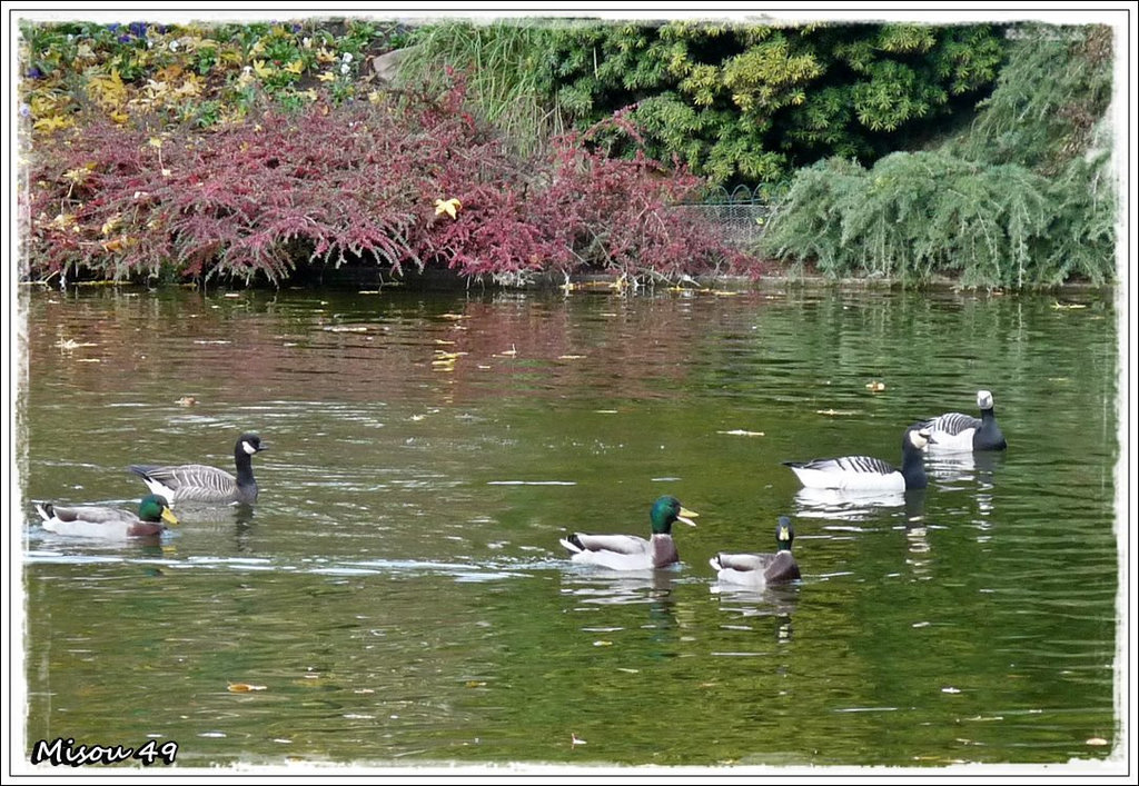 ANGERS