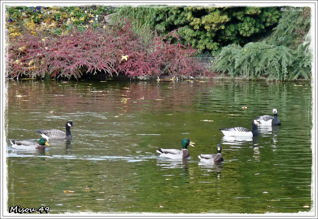 ANGERS
