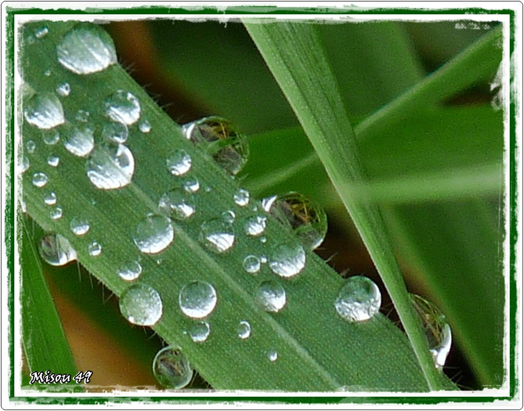 MON JARDIN