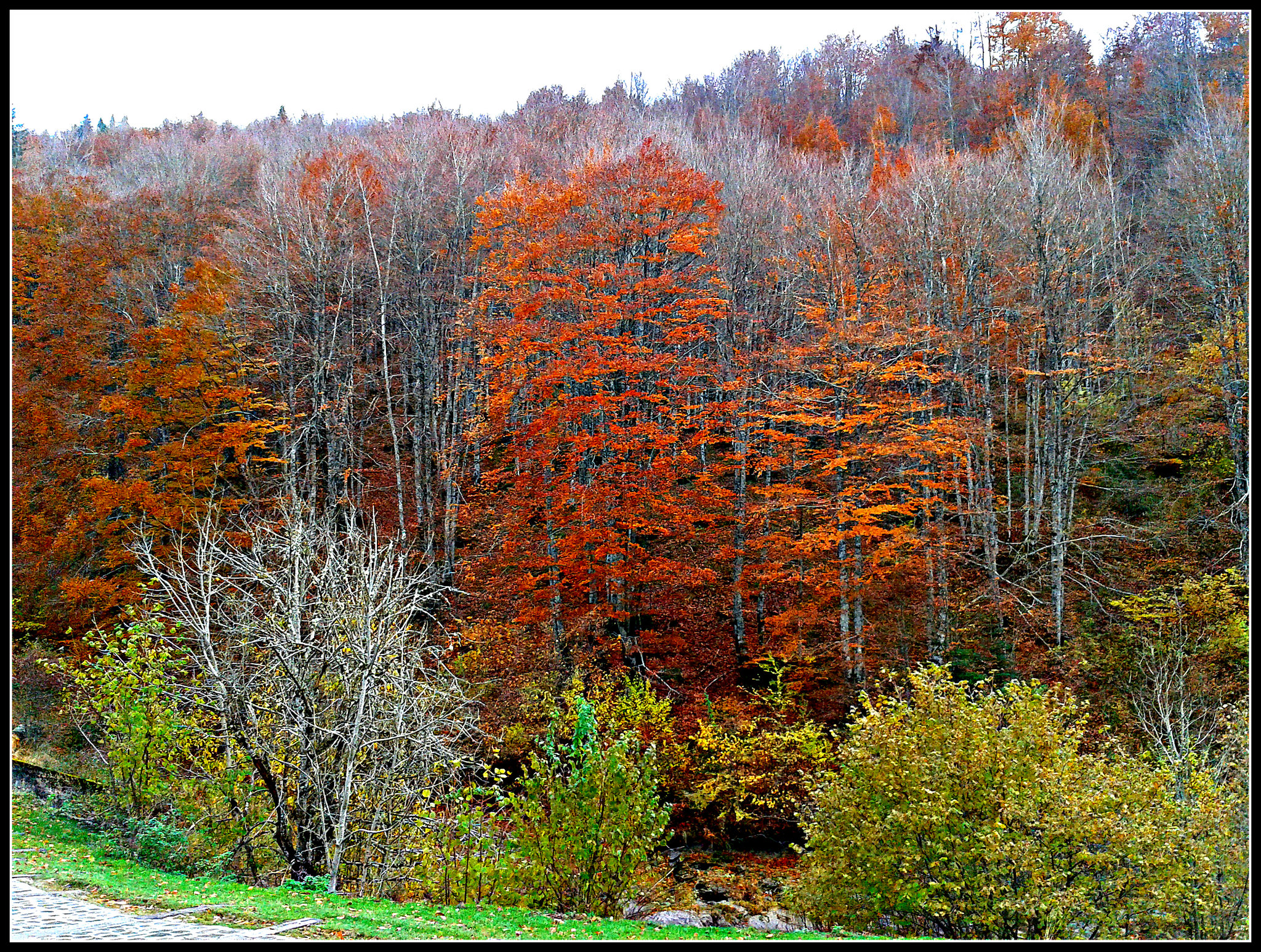 Otoño en la selva de Irati (Navarra)-20