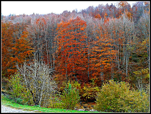 Otoño en la selva de Irati (Navarra)-20