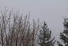 28 novembre -La neige arrive