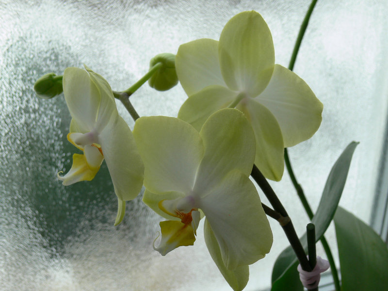 Winterorchideen