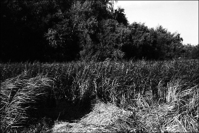 Fehmarn | Natur