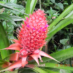 Annanas bracteatus (2) Annanas bracteatus (2)