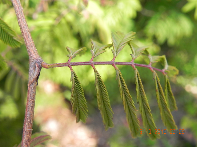 Calliandra tweedii (2)