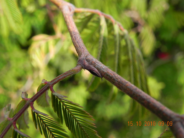 Calliandra tweedii