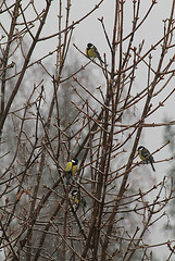 Mésanges dans le vent..et la neige arrive