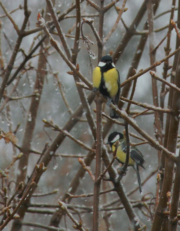 Mésanges dans le vent et la neige