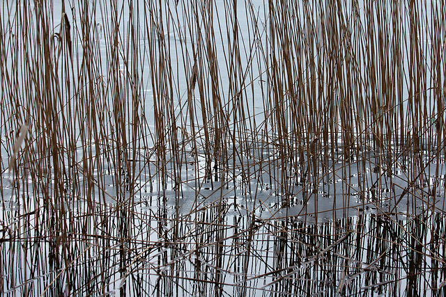 Schilf zwischen Wasser und Eis