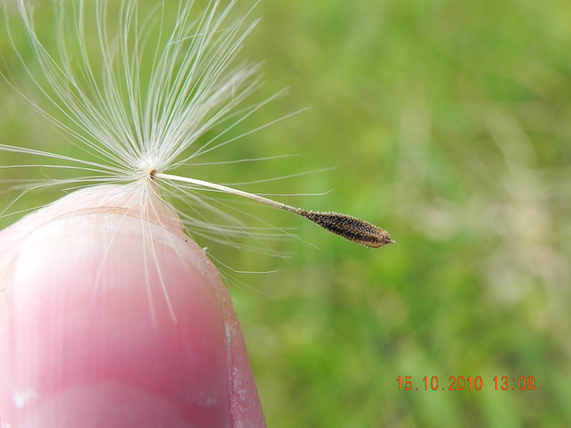 Chaeptalia sp - aquênio rostrado