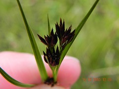 ciperaceae (2)