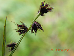 ciperaceae (3)