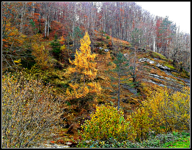 Otoño en la selva de Irati (Navarra)-21