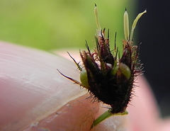 ciperaceae (10)