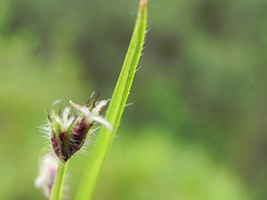 ciperaceae (13)