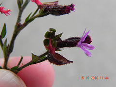 Cuphea setisangria - Litraceae