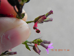 Cuphea setisangria - placenta exposta (2)