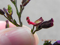 Cuphea setisangria - placenta exposta