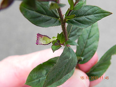 Cuphea setisangria (2)