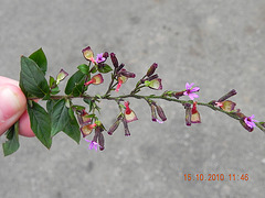 Cuphea setisangria (3)