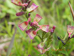 Cuphea setisangria (4)