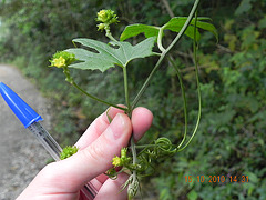 Curcubitaceae (2)