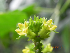 Curcubitaceae (3)