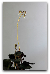 Anoectochilus  fleuri