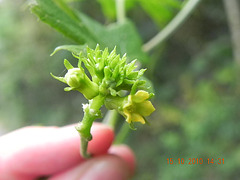 Curcubitaceae